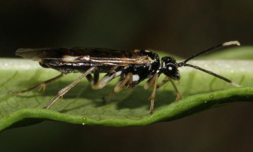 Réf. 276 389 : Perineura rubi